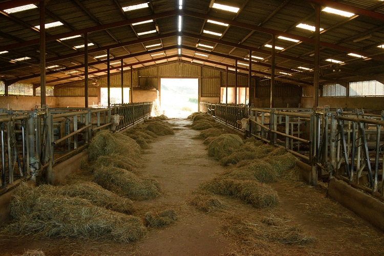 ANIMAL FEEDS PRODUCTION