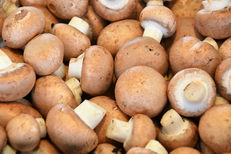 MUSHROOMS FROM SUGARCANE