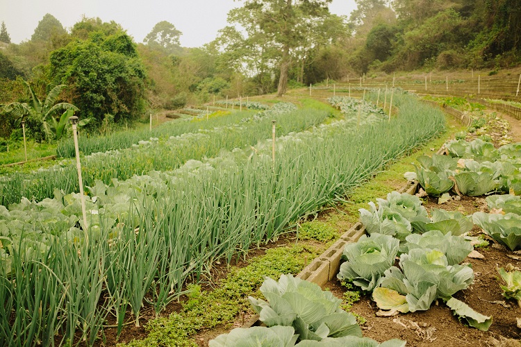 ORGANIC FERTILIZER