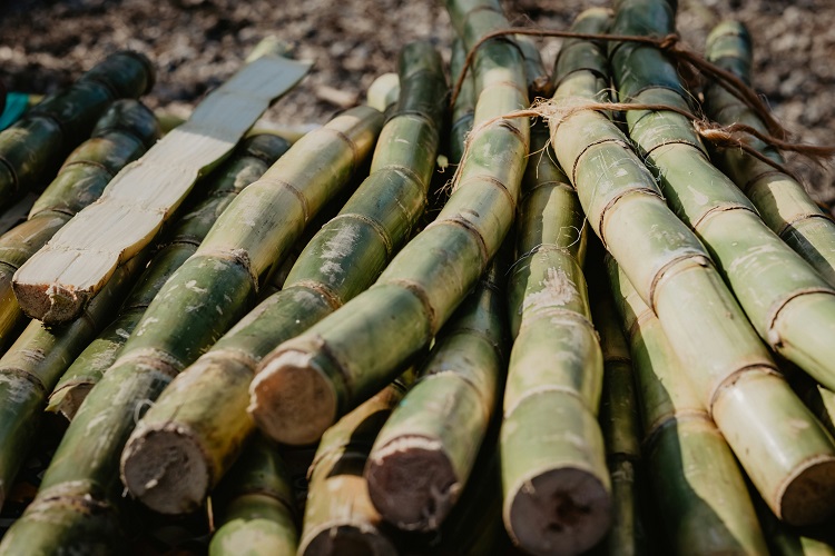 SUGARCANE BASE BIO PLASTIC