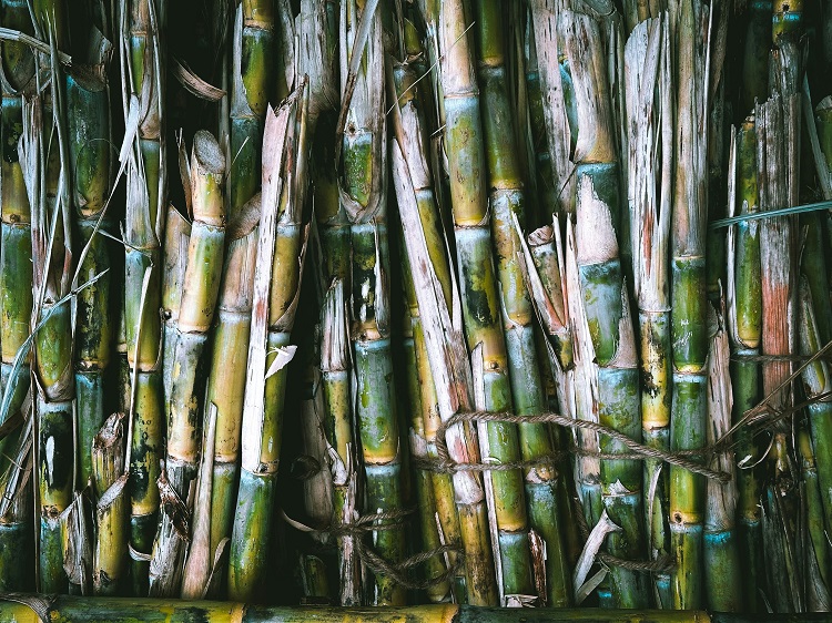 SUGARCANE PRODUCTION