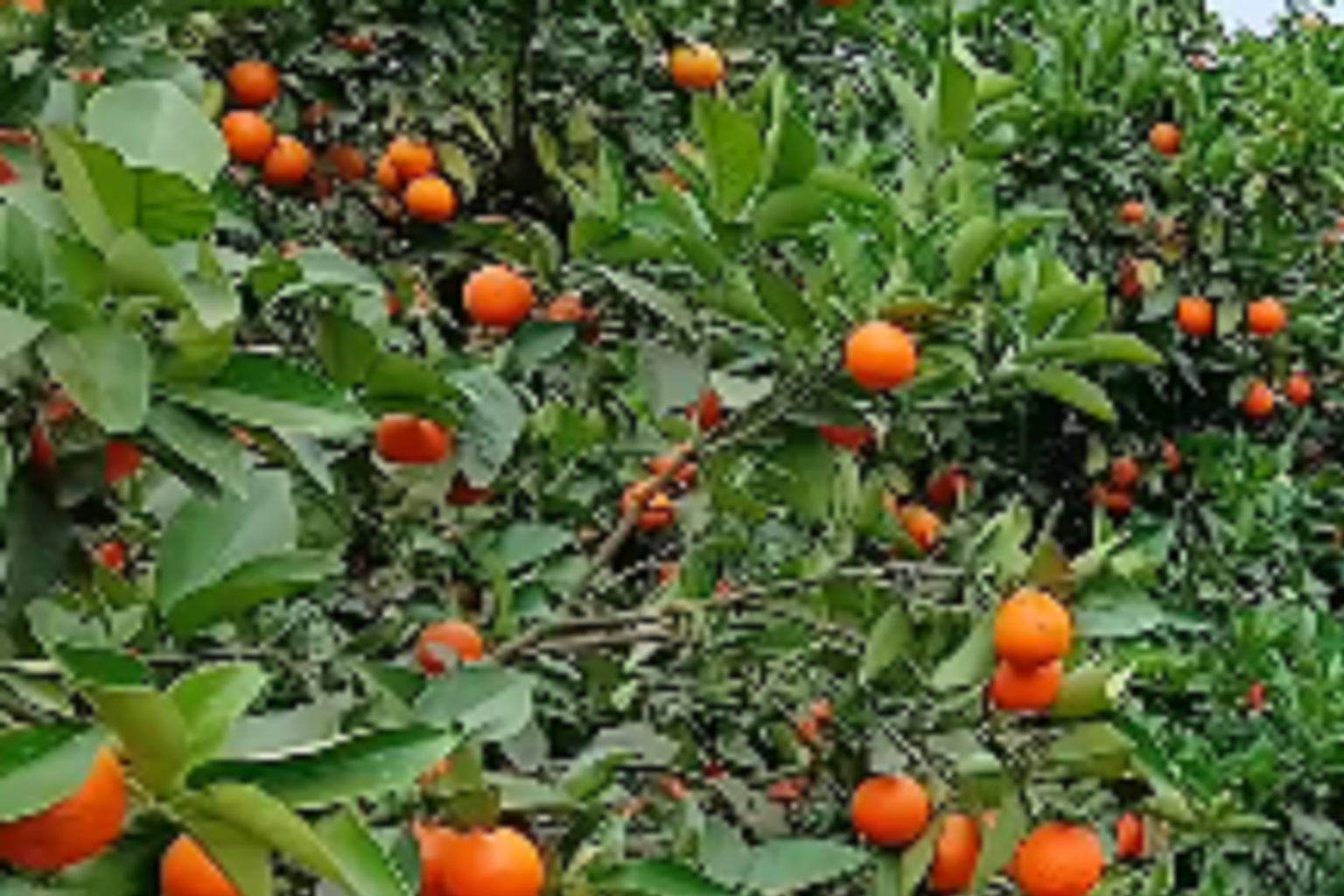 JKUSENGA FRUIT FARM VIDEO