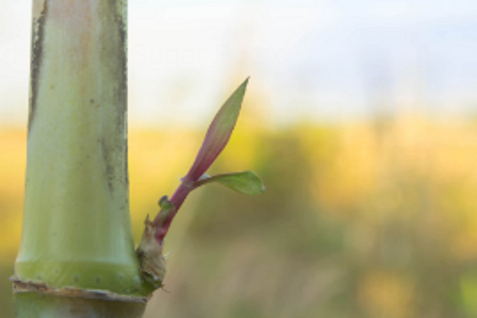 SINGLE EYE BUD TECHNOLOGY IN SUGARCANE FARMING