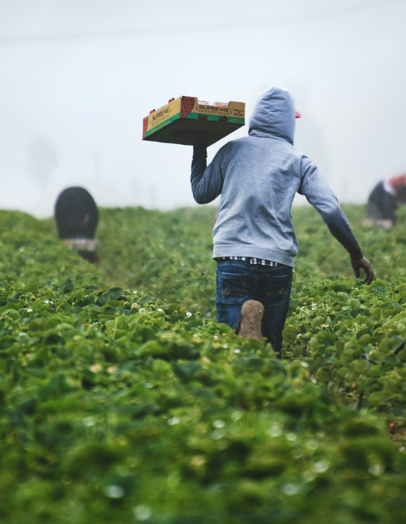 AGRIBUSINESS